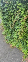 What is this climbing plant?