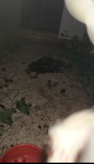 Advice on neighbours dog…neglected.
