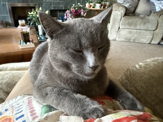 Rodents and Risk Assessments - the Excellent Cats applaud Gizmo's recent achievements