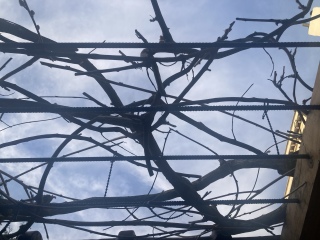 Pruning and deadheading