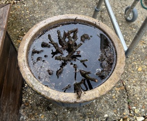How to remove a very pot bound plant from a ceramic planter?
