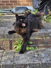 Cats are the best thing in the world