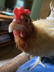 Indoor chicken anything that can be done for poor feather condition