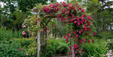 Metal or wooden rose archway?