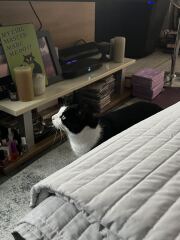 Rodents and Risk Assessments - the Excellent Cats applaud Gizmo's recent achievements