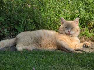 “Orange cats are crazy”