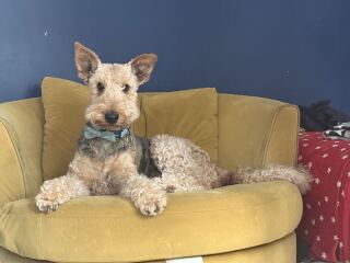 AIBU regarding our petsitter