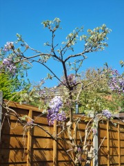 Pruning and deadheading