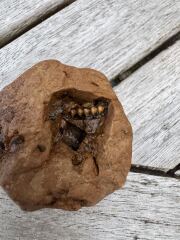 Is this a fossil?