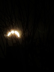 Solar eclipse this evening.