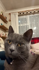 Rodents and Risk Assessments - the Excellent Cats applaud Gizmo's recent achievements