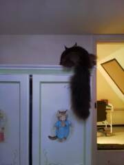Ragdoll cat refusing usual food and only eating chicken