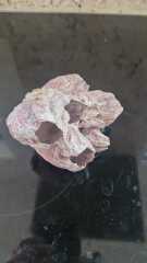 Found a strange bone-like thing in the garden, any ideas?