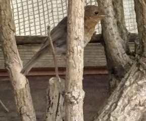 Robin or sparrow? Or neither?