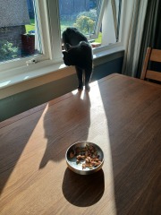 Rodents and Risk Assessments - the Excellent Cats applaud Gizmo's recent achievements