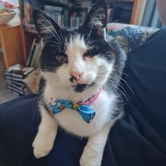 Old boy now has Kidney Disease