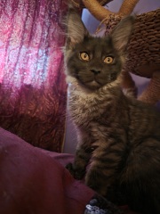 We need name ideas for our black smoke Maine Coon boy!