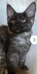 We need name ideas for our black smoke Maine Coon boy!