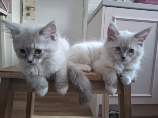 Can I show you my kittens?