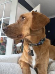 AIBU regarding our petsitter