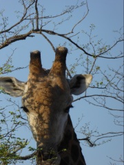 Safari camera advice for me and my DS