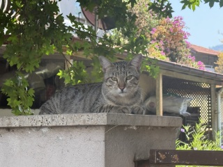 Rodents and Risk Assessments - the Excellent Cats applaud Gizmo's recent achievements