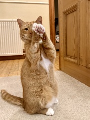 “Orange cats are crazy”