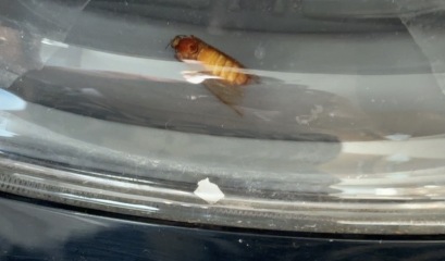 Bug found in washing machine door after wash, what could it be?