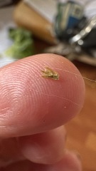Dog with suspected grass seed in paw, likely recovery time?