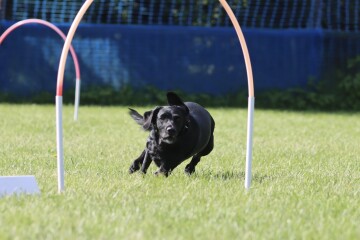 Suggest me a (probably) gundog breed!