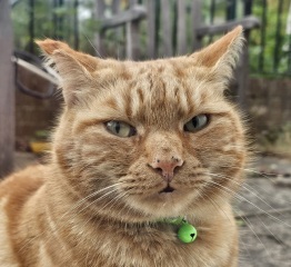 “Orange cats are crazy”