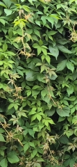 What is this climbing plant?