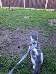 AIBU to think cats should not roam unsupervised like dogs?
