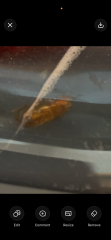 Bug found in washing machine door after wash, what could it be?