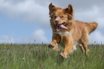 Suggest me a (probably) gundog breed!