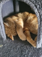 One cat reluctant to use the catflap for going outside