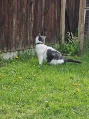 AIBU to think cats should not roam unsupervised like dogs?