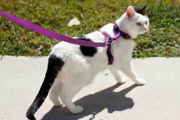 AIBU to think cats should not roam unsupervised like dogs?