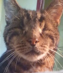 Cats are the best thing in the world