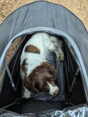 Dog pushchairs - don’t come at me. He’s old and infirm