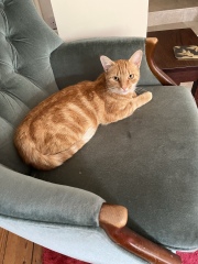 “Orange cats are crazy”