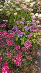 The Year Round Nigel Slater Discussion Thread - Part 5