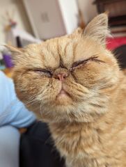 “Orange cats are crazy”