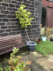 Adding trellis to stop neighbour intrusion