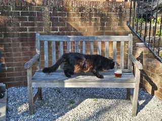 AIBU to think cats should not roam unsupervised like dogs?