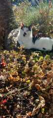 Rodents and Risk Assessments - the Excellent Cats applaud Gizmo's recent achievements