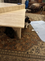 New tiny kitten