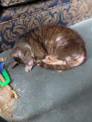 Rodents and Risk Assessments - the Excellent Cats applaud Gizmo's recent achievements