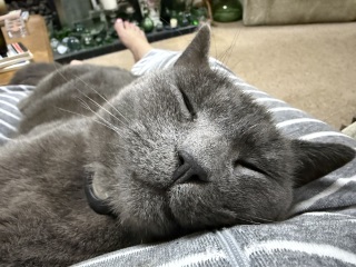 Rodents and Risk Assessments - the Excellent Cats applaud Gizmo's recent achievements