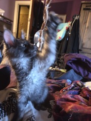 We need name ideas for our black smoke Maine Coon boy!